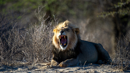 Lion (Panthera leo) Kgalagadi Transfrontier Park, South Africa