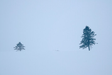 Trees in a wide field in a snowy landscape. white snow background.