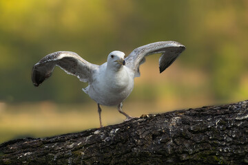 Gull on a branch