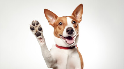 Happy cute brown and white basenji dog smiling and giving a high five isolated on white background.
