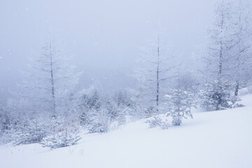 Trees in a wide field in a snowy landscape. white snow background.
