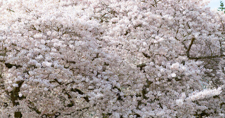 beautiful sakura tree flower blooming nature background in spring