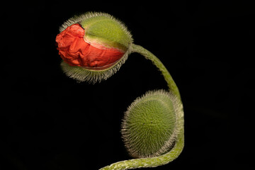 Poppy in flower on a black background