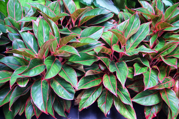 Aglaonema or Chinese Evergreen field colorful green red plant flower growing decorative in garden...