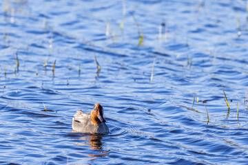 Teal duck swimming in a lake
