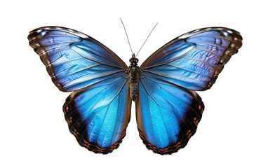 Blue Color Fascinating Morpho Butterfly Isolated on Transparent Background.