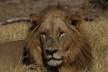 sleepy african male lion 