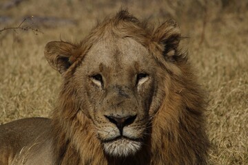 african male lion with funny hair looking at camera