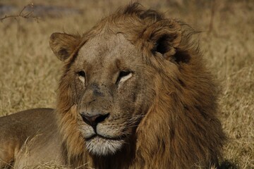 male lion in the grass