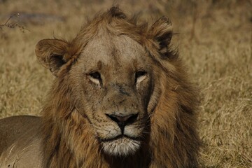 lion close up 