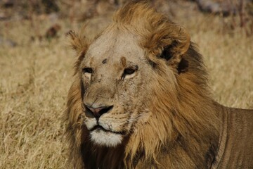 african male lion in the grass
