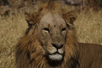 african male lion close up 