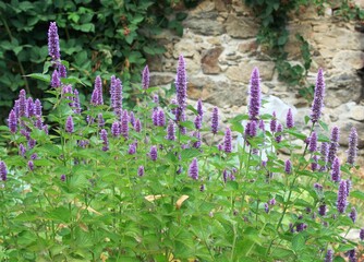 Flowering Agastache foeniculum, also called anise hyssop or Indian mint in herb garden. Traditional...