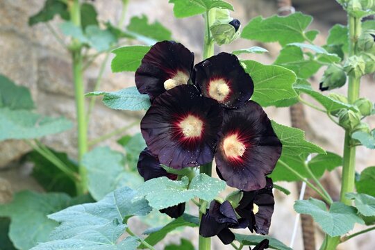 Flower of  Alcea rosea Nigra, known as Black hollyhock used as medicinal herb. Detail of flower heads in the garden, yellow pollen sprinkling on leaves...