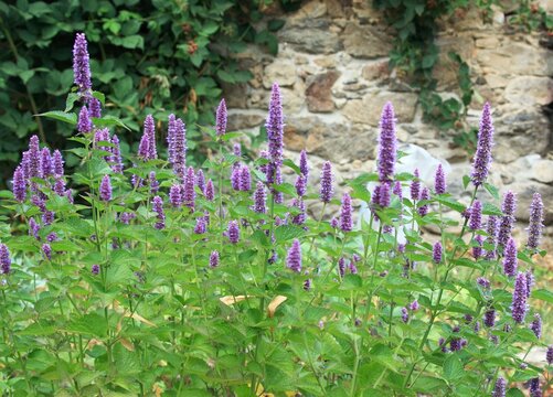 Flowering Agastache foeniculum, also called anise hyssop or Indian mint in herb garden. Traditional favourite decorative flower agastache has many medicinal uses. Blackberry bush by the stone wall.