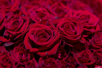 一面に敷き詰められた深紅のバラ
