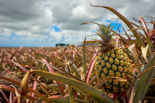Growing Pineapple in a Mauritian Field