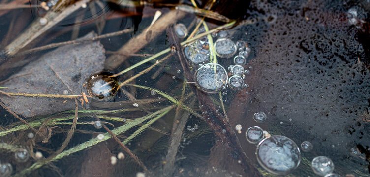 Ice Bubbles on a Pond