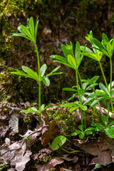 Woodruff covers the ground under the trees galium odoratum