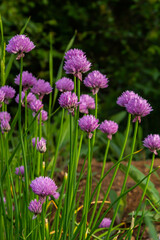 Close up view of emerging purple buds and blossoms on edible chives plants allium schoenoprasum