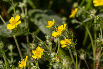 Potentilla neumanniana is a shrub with yellow flowers