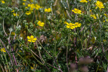Potentilla neumanniana is a shrub with yellow flowers