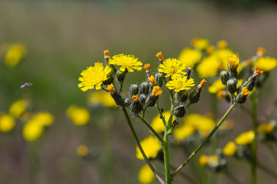 Bright yellow Pilosella caespitosa or Meadow Hawkweed flower, close up. Hieracium pratense Tausch or Yellow King Devil is tall, flowering, wild plant, growing in the abandoned grasslands or roadsides
