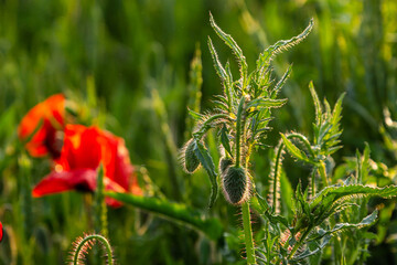Papaver rhoeas or common poppy, red poppy is an annual herbaceous flowering plant in the poppy...