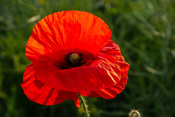 Papaver rhoeas or common poppy, red poppy is an annual herbaceous flowering plant in the poppy family, Papaveraceae, with red petals