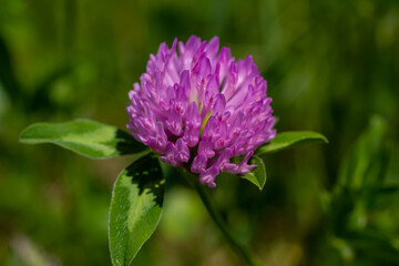 Trifolium pratense, red clover. Collect valuable flowers fn the meadow in the summer. Medicinal and honey-bearing plant, fodder and in folk medicine medically sculpted wild herbs