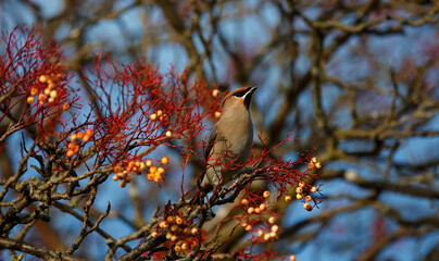 Waxwings feasting on winter berries