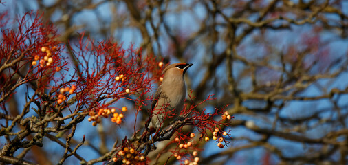 Waxwings feasting on winter berries