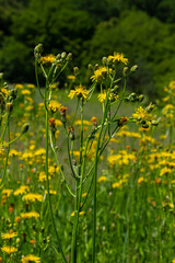 Bright yellow Pilosella caespitosa or Meadow Hawkweed flower, close up. Hieracium pratense Tausch or Yellow King Devil is tall, flowering, wild plant, growing in the abandoned grasslands or roadsides