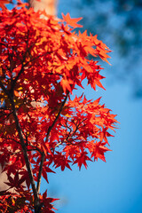 A close-up view of Japanese red maple leaves set against a blue sky in Japan.