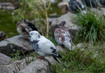Pigeons are sitting on rocks in the grass in close-up.