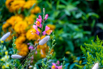 Flowers and plants with grass in the garden in summer close-up.