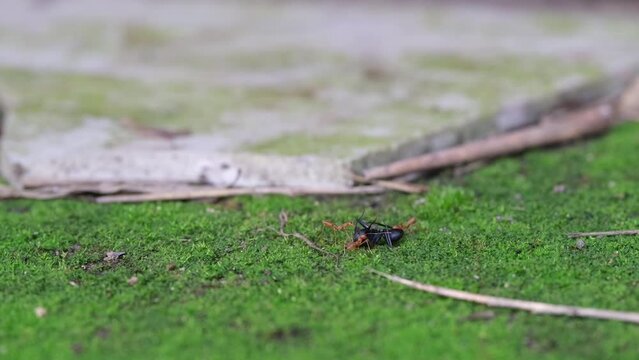 Three red fire ants walking on a grassy ground while holding their black ant prey in daytime