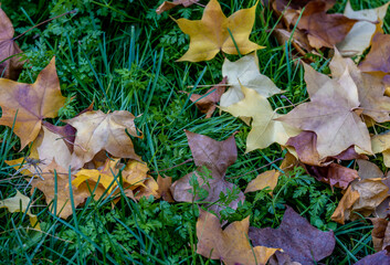 Yellow autumn leaves on the grass in the park in close-up.