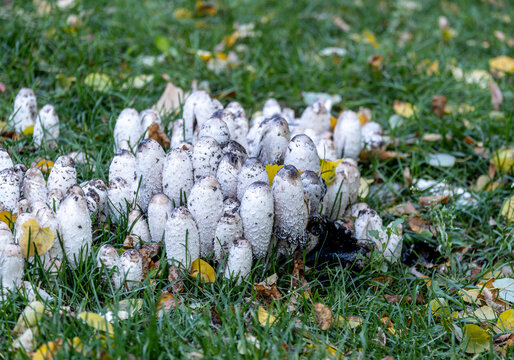coprinus mushroom is a dung beetle in the grass in summer