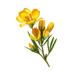 Freesia flower isolated on transparent background
