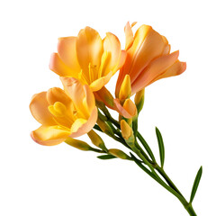 Freesia flower isolated on transparent background