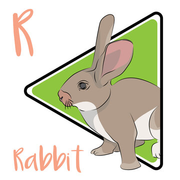 The rabbit has long ears and long hind legs. Rabbits were first used for their food and fur by the Romans. The ears are used to detect and avoid predators. Longer hind limbs run faster.