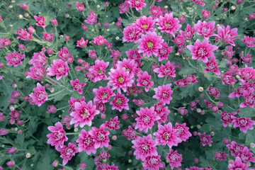Obraz premium Dark pink mix soft pink chrysanthemum with green stamens in the flower garden.