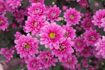 Obraz premium Close up pink chrysanthemum with green stamens with other flowers blurred behind it.