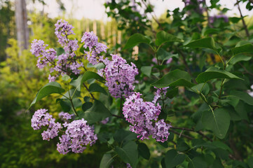 Lilac (lat. syringa vulgaris) blooming in spring garden