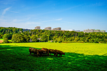View of the university in Bochum with the surrounding nature. Landscape in the Ruhr area.
