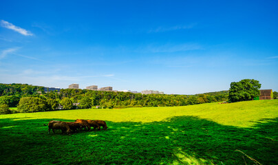 View of the university in Bochum with the surrounding nature. Landscape in the Ruhr area.
 - obrazy, fototapety, plakaty