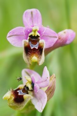 Close up photo of Ophrys holosericea, the late spider orchid. Gargano, Italy, Europe. 