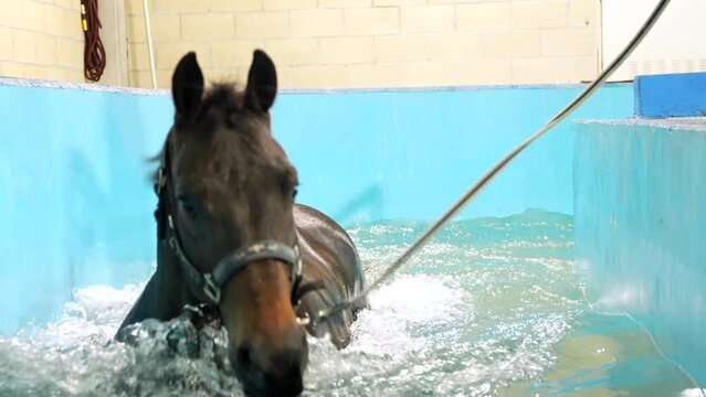 Close-up of a horse receiving a hydrotherapy on a water treadmill