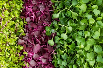 Closeup Of Vibrant Microgreens Showcasing An Array Of Colors And Textures